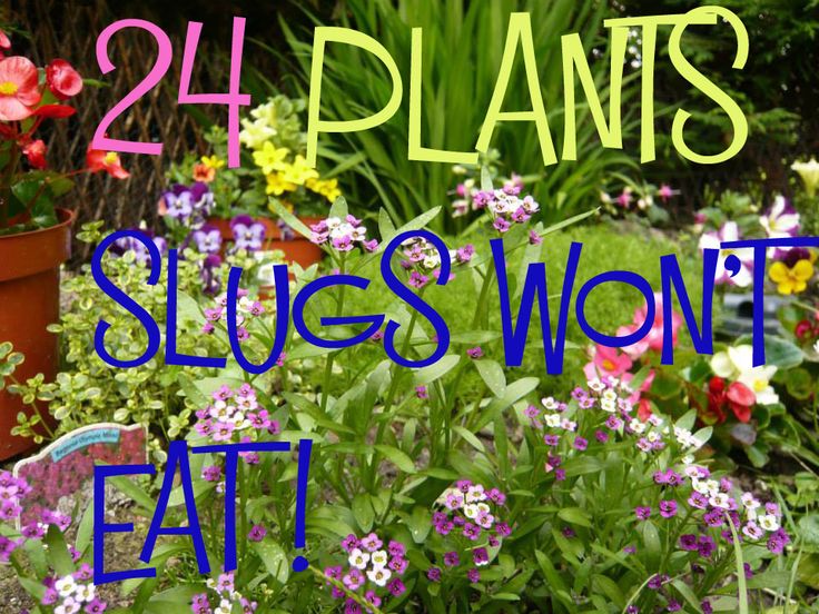 24 Plants Slugs Won t Eat Plants Garden Border Plants Free Plants 24-plants-slugs-won-t-eat-plants-garden-border-plants-free-plants