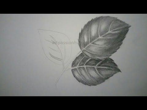 How to draw Rose leaves/pencil sketch/shading - YouTube | Leaf ...