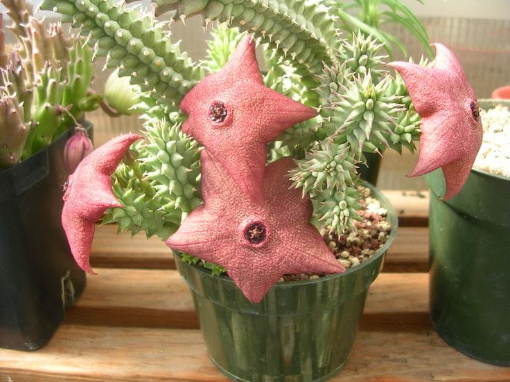 Hoodia Cactus For Weight Loss