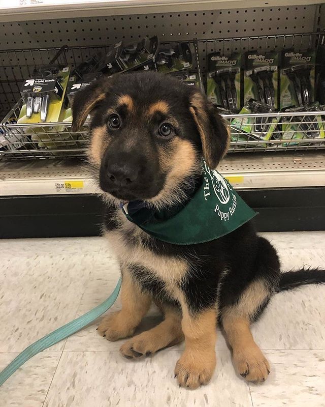 Omg Follo Nevillegonnagiveuup Germanshepherds