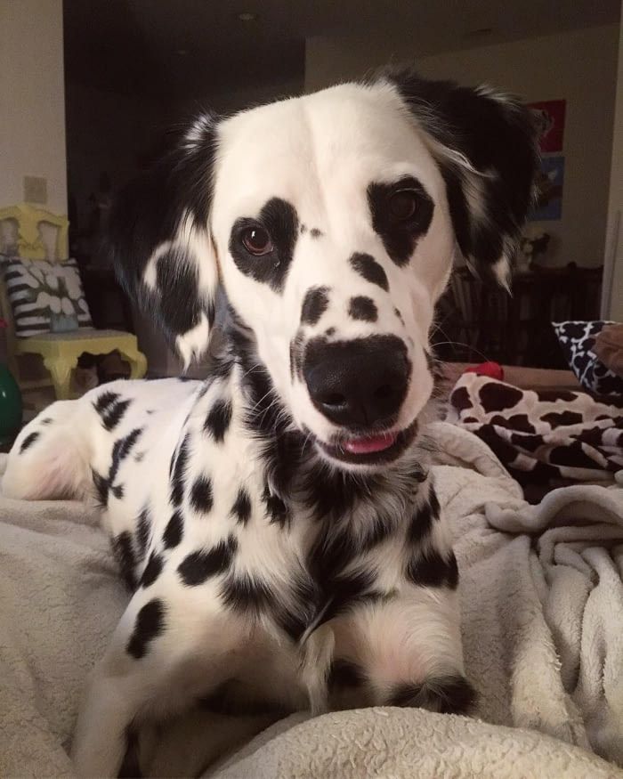 Adorable Dalmatian Becomes Internet Famous With His Heart Shaped