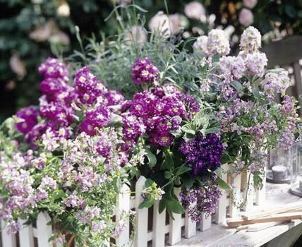 23 besten Balkon Bilder auf Pinterest Balkon, Balkongarten und - lila blumen bestimmen 23 besten Balkon Bilder auf Pinterest Balkon, Balkongarten und - lila blumen bestimmen