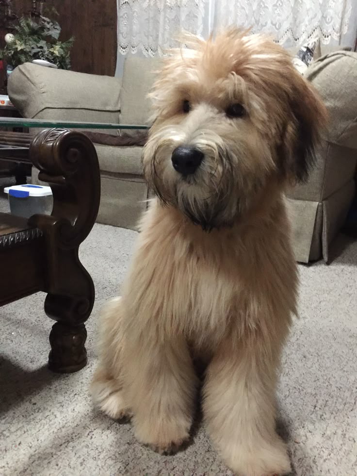 79 Best Love Images On Pinterest Terriers Wheaten Terrier And Doggies Remington My 6 Month Old Soft Coated Wheaten Terrier
