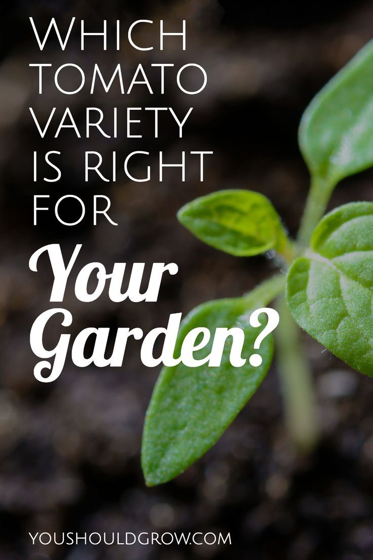 How To Choose The Best Tomato Varieties For Your Garden Gardening Tomato Varieties Differ In The Way They Grow And Taste Read To Learn How Choose Best Type Of For Your Garden