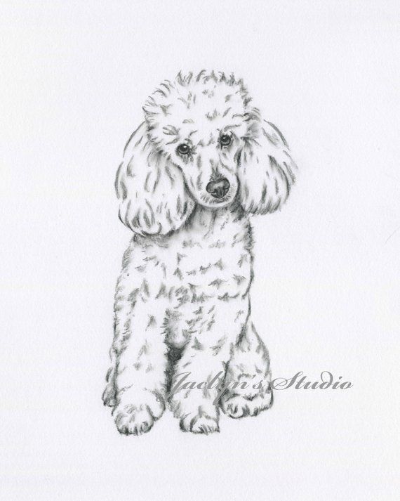 10 Staggering Charcoal Easy Things To Draw Ideas Poodle Drawing