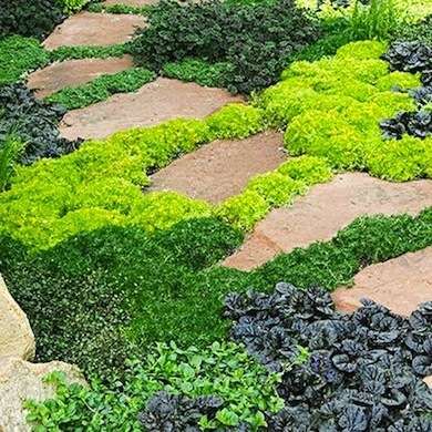 No More Mowing 10 Gr Free Alternatives To A Traditional Lawn No More Mowing 10 Gr Free Alternatives To A Traditional Lawn Garden Ideas Pinterest Plants And Ground Cover