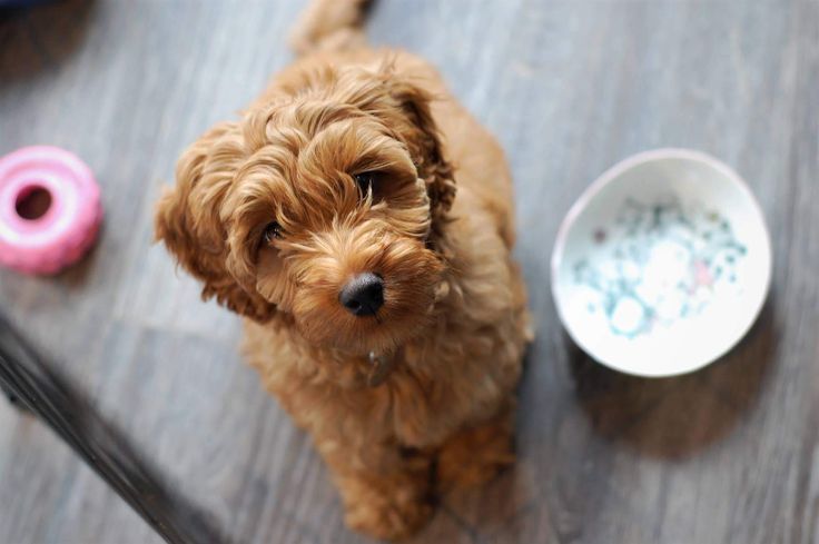 Best Puppy Food For Goldendoodles Uk