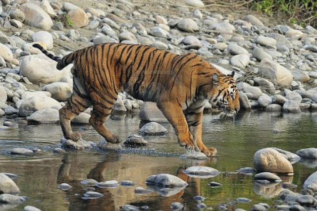 Hotels Near Jim Corbett National Park Hotels Near Jim Corbett National Park