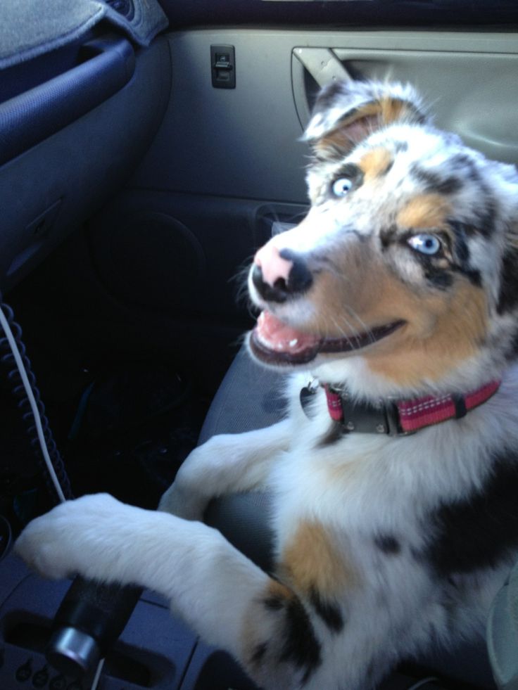 should i shave my golden retriever for summer the 25 best blue merle australian shepherd ideas on australian shepherd should i shave my golden retriever for summer the 25 best blue merle australian shepherd ideas on australian shepherd