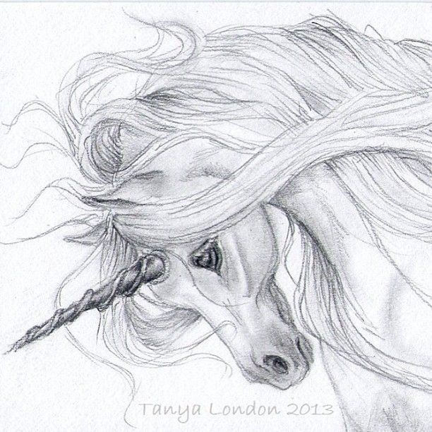 animals drawings