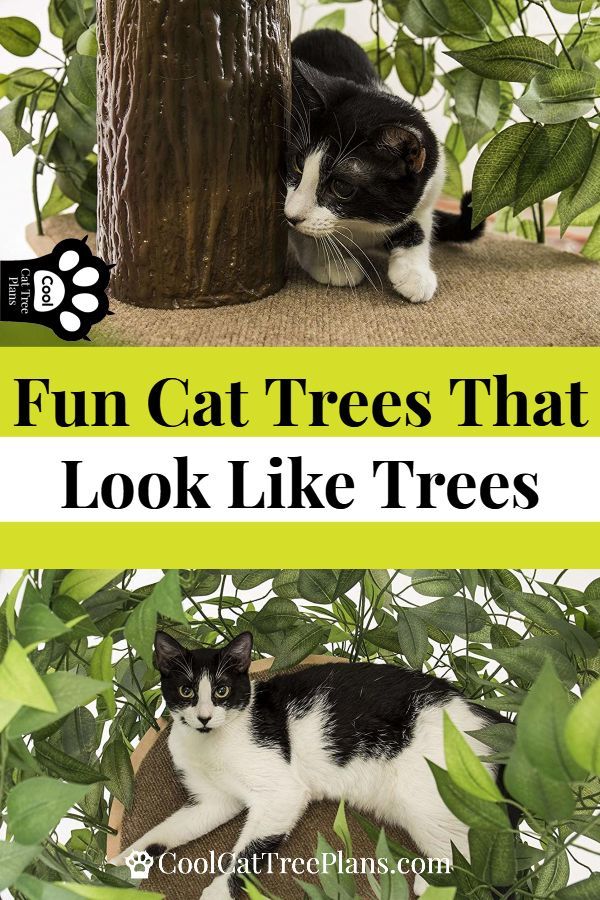 Cat Tree That Looks Like A Tree Cool Cat Tree Plans Cat Tree Plans cat-tree-that-looks-like-a-tree-cool-cat-tree-plans-cat-tree-plans