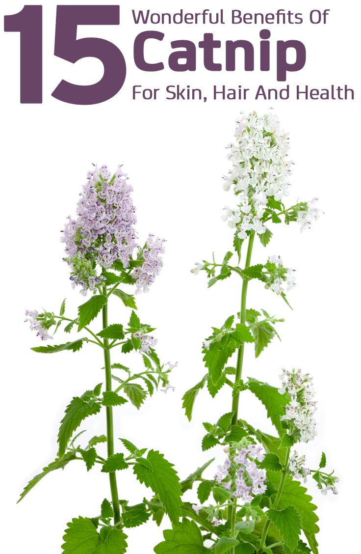 Image Result For The Herbal Garden Edible Flowers Image Result For The Herbal Garden Edible Flowers