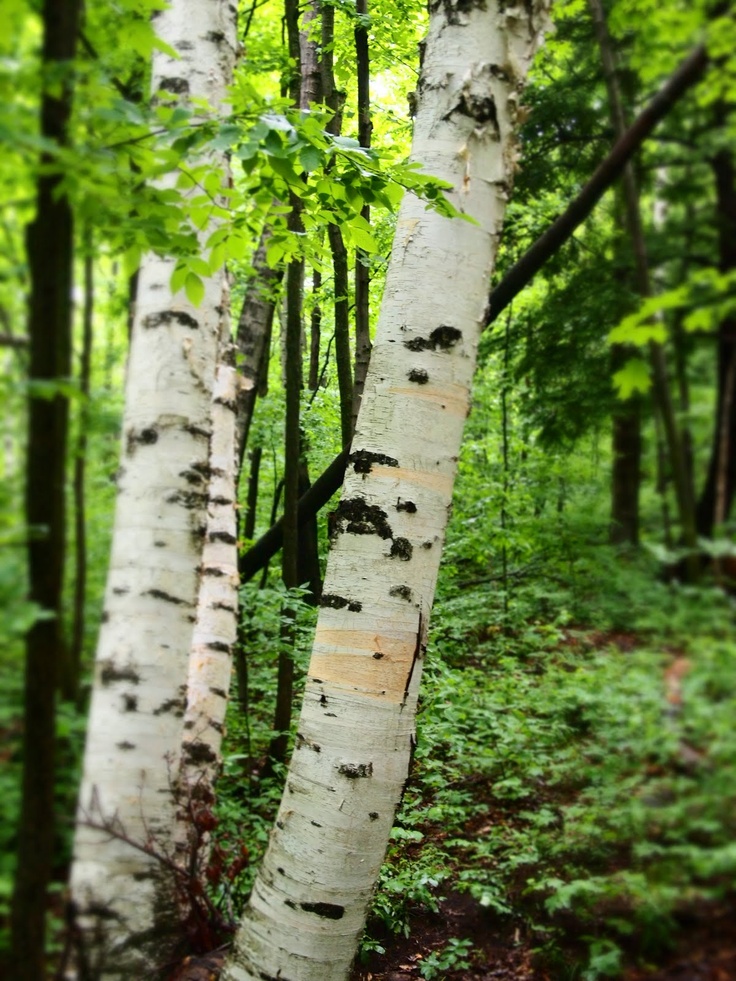 swinger of birch trees germany naked girl on bike