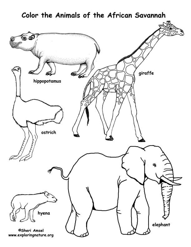 7 best School- Africa images on Pinterest Biomes, Teaching ideas - new coloring pages about science 7 best School- Africa images on Pinterest Biomes, Teaching ideas - new coloring pages about science