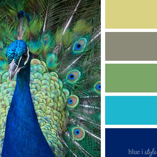 Color Combinations With Blue top 25+ best peacock color scheme ideas on pinterest | peacock Color Combinations With Blue top 25+ best peacock color scheme ideas on pinterest | peacock