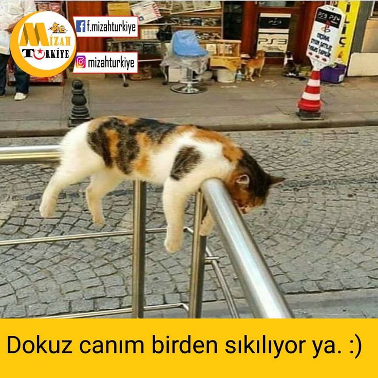 yolcu komik seyler komik hayvanlar yolcu komik seyler komik hayvanlar
