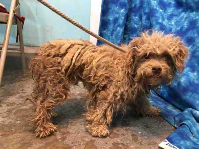 Foster Miniature Poodle Surrendered In Taped Up Box With His Head