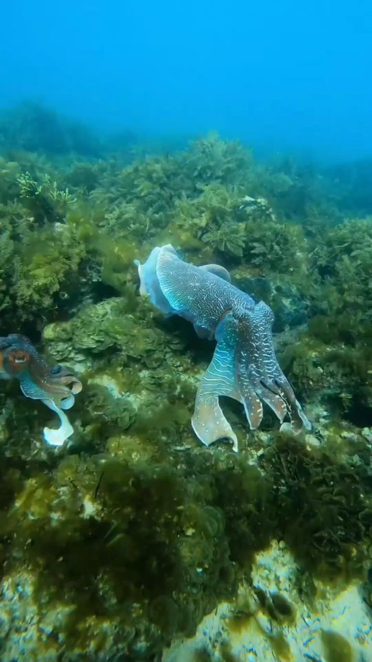 😍🥰💖🌊🐠🐟🎶🎵 [Video] in 2023 | Deep sea creatures, Deep sea, Sea creatures