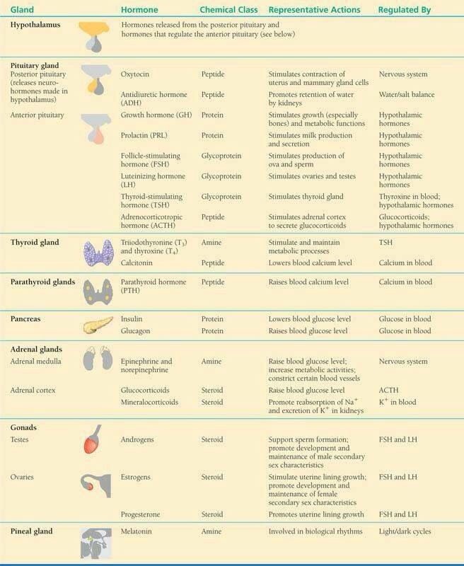 39 best endocrine system images on pinterest endocrine glands and their hormones chart