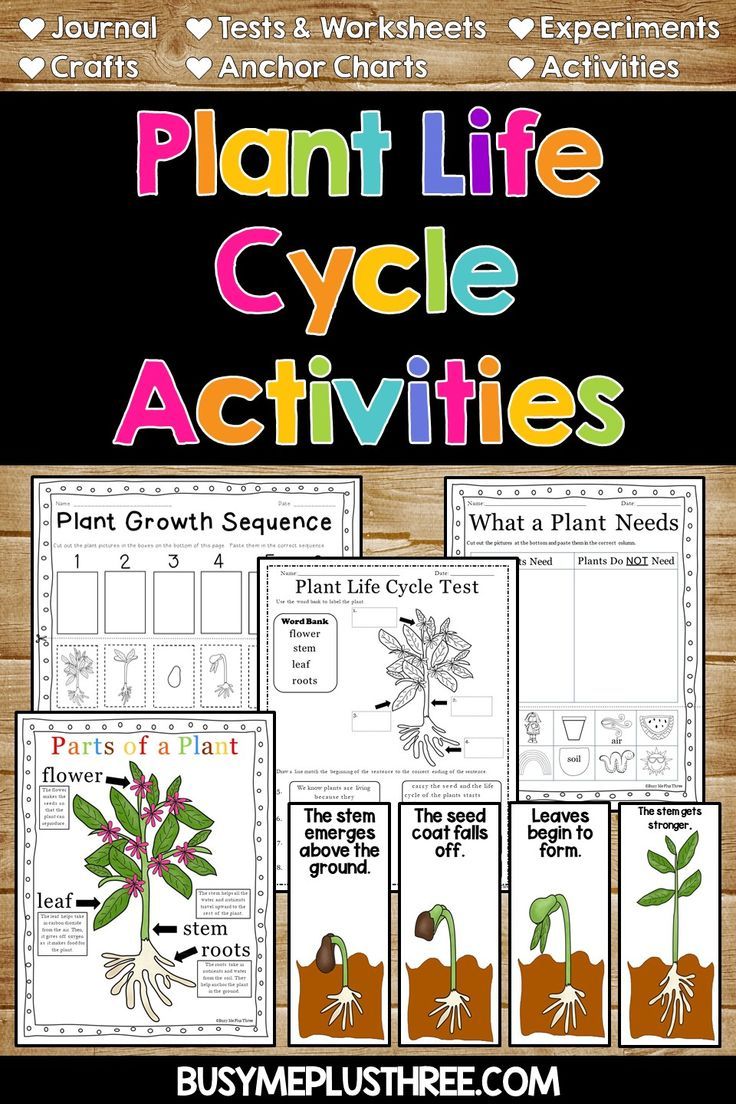 Plant Life Cycle Worksheets Observation Journal Crafty and Anchor Chart Plant Life Cycle Worksheets Observation Journal Crafty and Anchor Chart