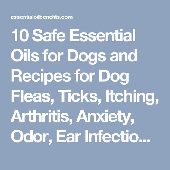 Cbd Oil For Dog Ear Infection Cbd Oil For Dog Ear Infection