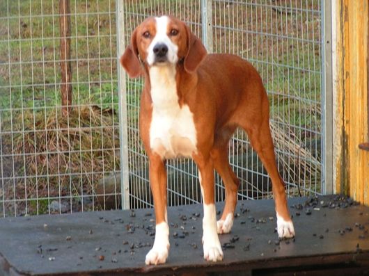 Hound Dog Breeds With Pictures Hound Dog Breeds With Pictures