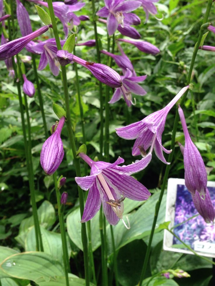 8 3 コバギボウシ 小葉擬宝珠 被子植物 Angiosperms 階級なし 単子葉類 Monocots 目 クサスギカズラ目 Asparagales 科 クサスギカズラ科 Asparagaceae 亜科 リュウゼツラン亜科 Agavoideae 属 Flowers Plants Green 8 3 コバギボウシ 小葉擬宝珠 被子植物 Angiosperms 階級なし 単子葉類 Monocots 目 クサスギカズラ目 Asparagales 科 クサスギカズラ科 Asparagaceae 亜科 リュウゼツラン亜科 Agavoideae 属 Flowers Plants Green
