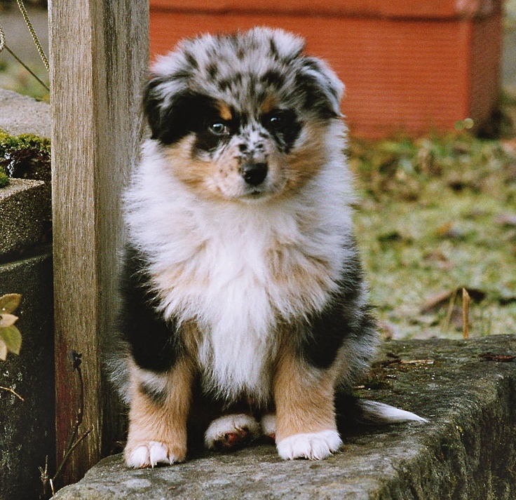 rockin b miniature australian shepherd 88 best pets images on pinterest animals mini aussie and aussies rockin b miniature australian shepherd 88 best pets images on pinterest animals mini aussie and aussies