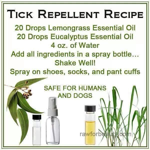 How To Repel Fleas On Humans Natural How To Repel Fleas On Humans Natural