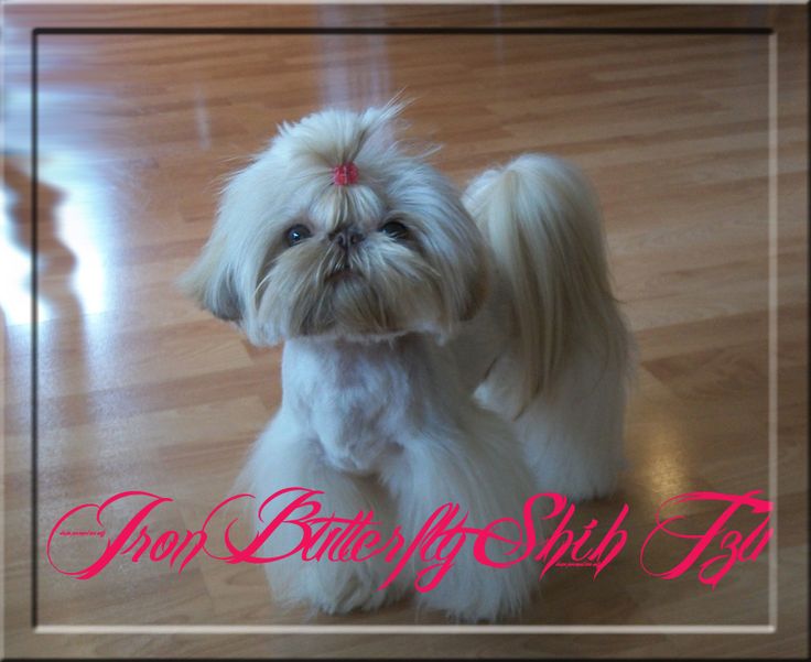 imperial shih tzu puppies arizona les 25 meilleures id 233 es de la cat 233 gorie imperial sur chiens imperial shih tzu puppies arizona les 25 meilleures id 233 es de la cat 233 gorie imperial sur chiens