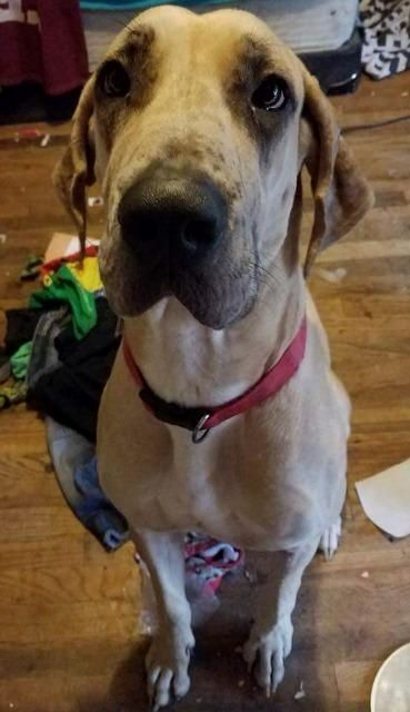 Pin By Dog Lover On Great Dane Great Dane Dogs Great Dane