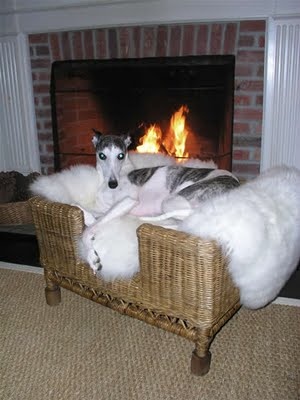 106 best for the greyhound! images on pinterest 106 best for the greyhound! images on pinterest