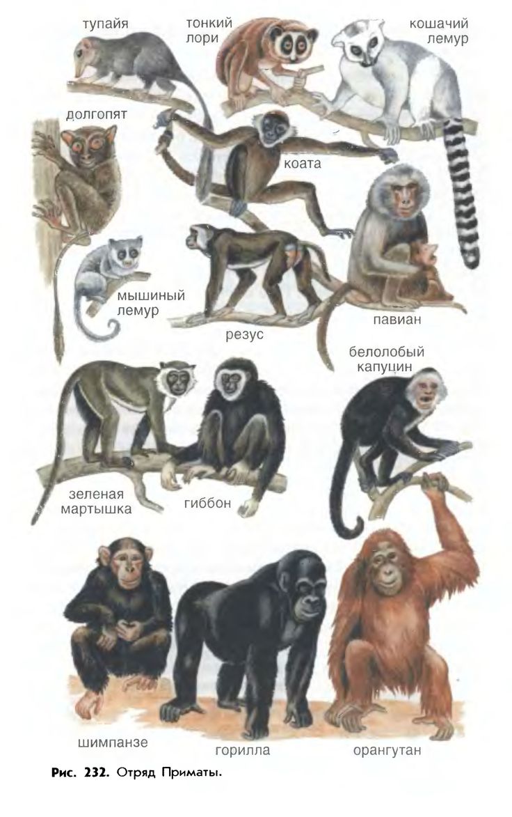 Endangered Red Uakari Monkeys, Amazon, Peru - PentaxForums.com