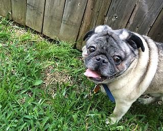 foster a pug best 20 adopt a pug ideas on adopt a puppy adopt a kid and foster a pug best 20 adopt a pug ideas on adopt a puppy adopt a kid and