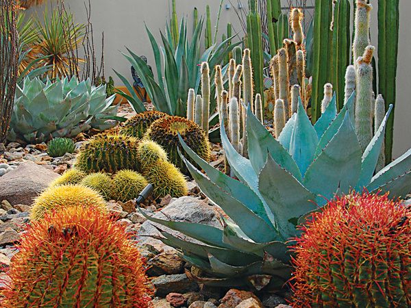 Desert Garden Design desert garden design awe inspiring 21 image of desert landscaping ideas flowers Desert Landscape Design Desert Garden Design desert landscape design ideas desert landscaping good idea for your yard to look more attractive whomestudiocom Desert Landscape Design