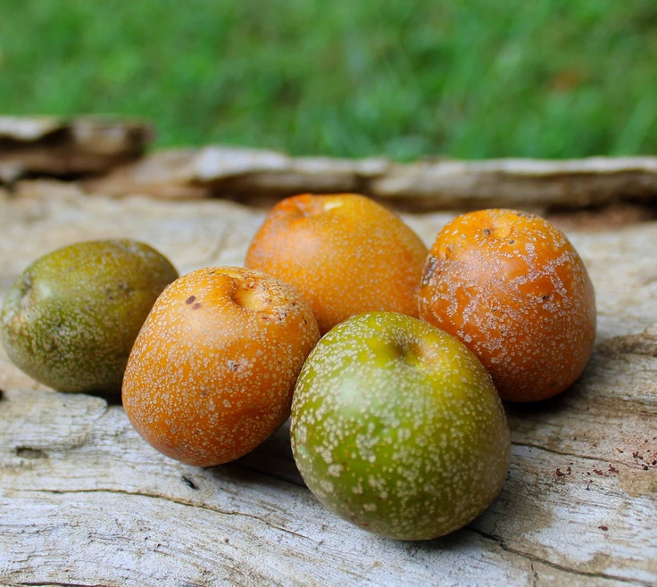 Chimpanzee food latin name Parinari curatellifolia | Food ... Chimpanzee food latin name Parinari curatellifolia | Food ...