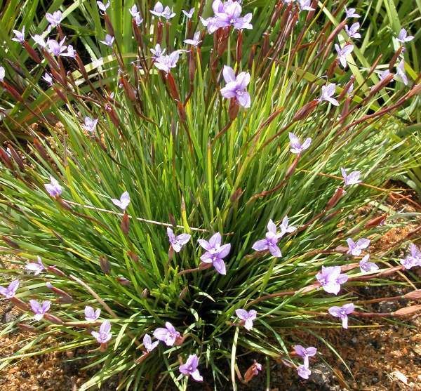 Best 10 Australian Native Flowers Ideas On Pinterest Native Australian Iris Great Pin For Oahu Architectural Design Visit Http