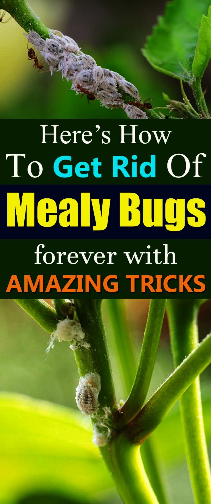 Garden Landscaping Ideas India. Gardening Tips For Money Plant – Gardening Tips Garden Landscaping Ideas India. Gardening Tips For Money Plant – Gardening Tips
