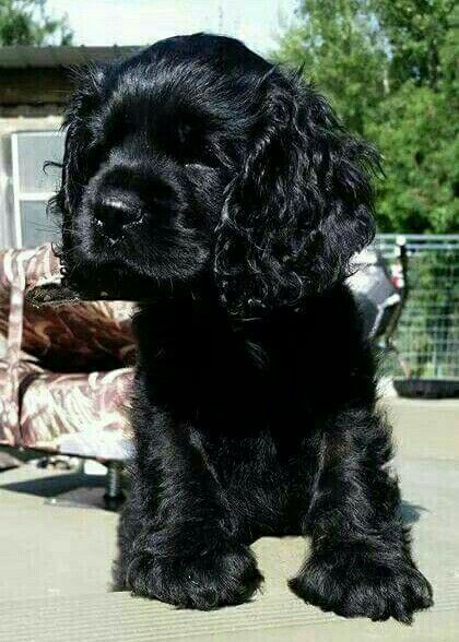 Home Reared Show Type Cocker Spaniel Puppies Ely Cambridgeshire Pets4homes Spaniel Puppies Cocker Spaniel Puppies Cocker Spaniel Breeds