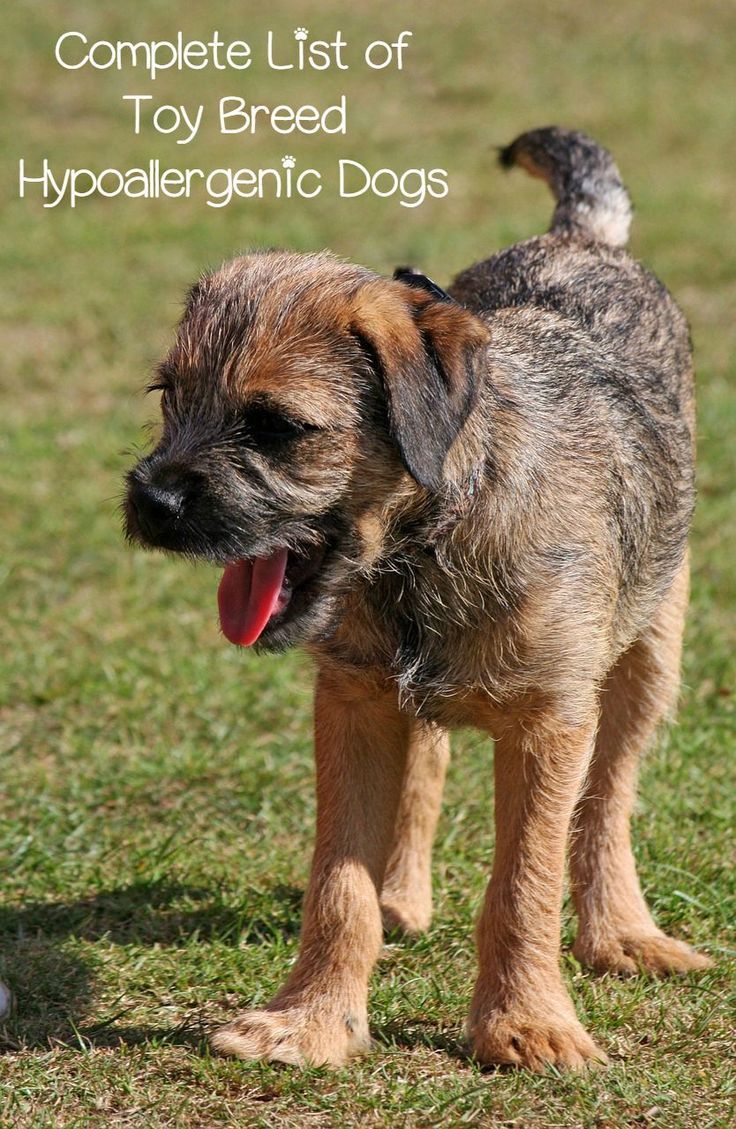 list of small hypoallergenic dog breeds toy breeds small