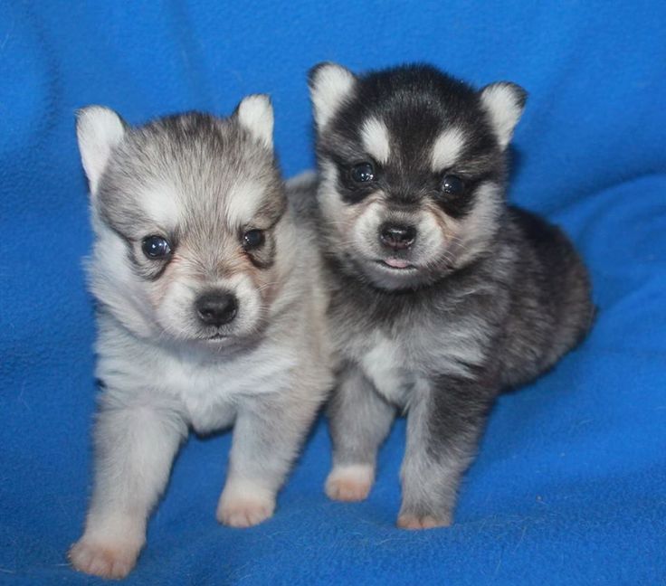 puppies for sale midland tx 815 best alaskan klee images on baby dogs dieren and dogs puppies for sale midland tx 815 best alaskan klee images on baby dogs dieren and dogs