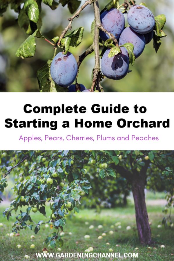 Learn how to grow your own fruit right in your backyard. Start with this gardeni...