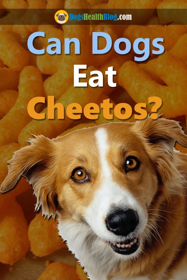 Can Dogs Eat Cheetos Are Cheetos Bad For Dogs Can Dogs Eat