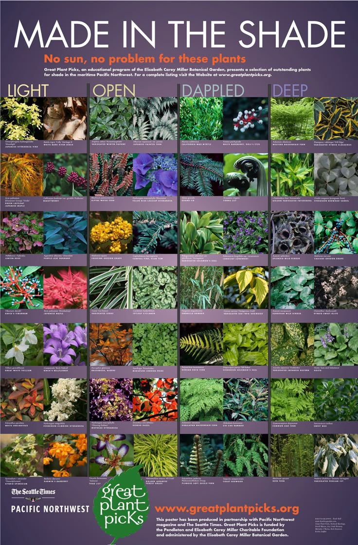 Best Garden Ideas best 25+ shade garden ideas on pinterest | shade plants, shade Best Garden Ideas best 25+ shade garden ideas on pinterest | shade plants, shade