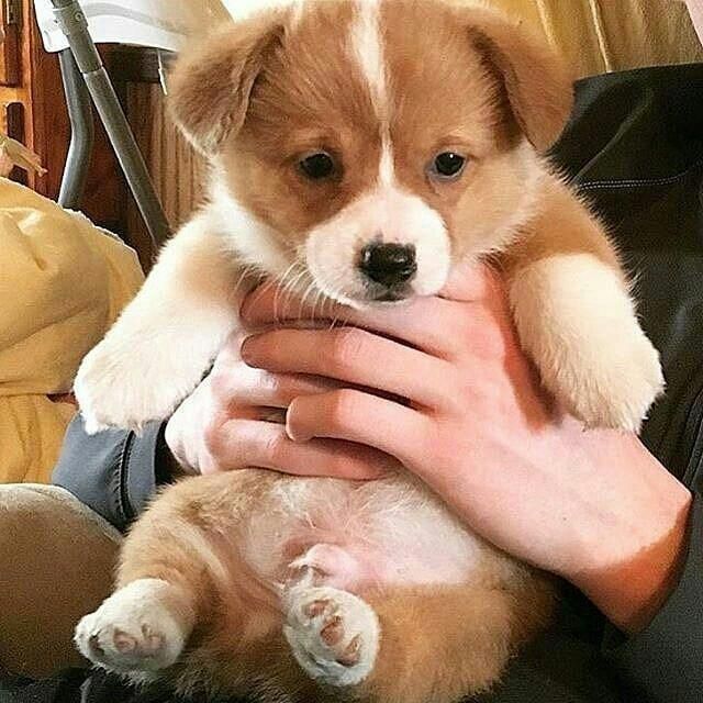 Pin By Khushi Kookie On Doggos Cuddly Animals Cute Animals