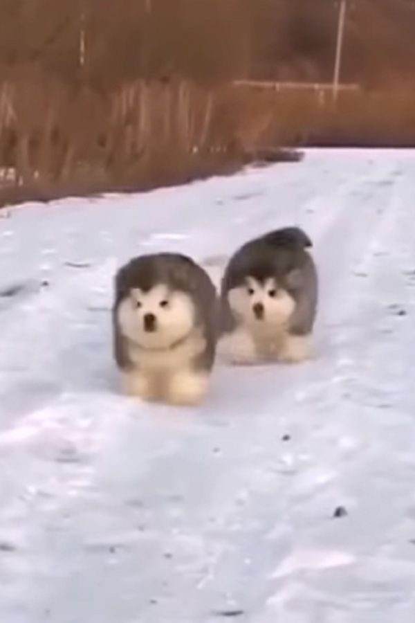 Adorable And Fluffy Husky Puppies Running In The Snow Video