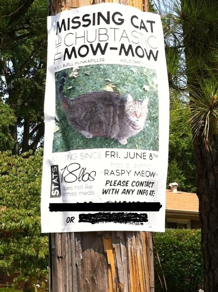 The 25+ best Missing cat poster ideas on Pinterest Kitten quotes - lost pet flyer template free The 25+ best Missing cat poster ideas on Pinterest Kitten quotes - lost pet flyer template free