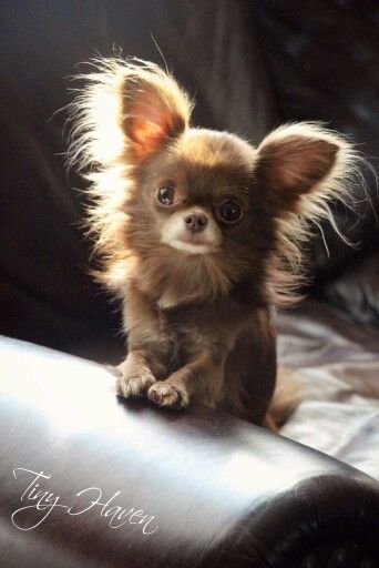 Little long-haired Chihuahua♥ Yuppypup.co.uk provides the ...
