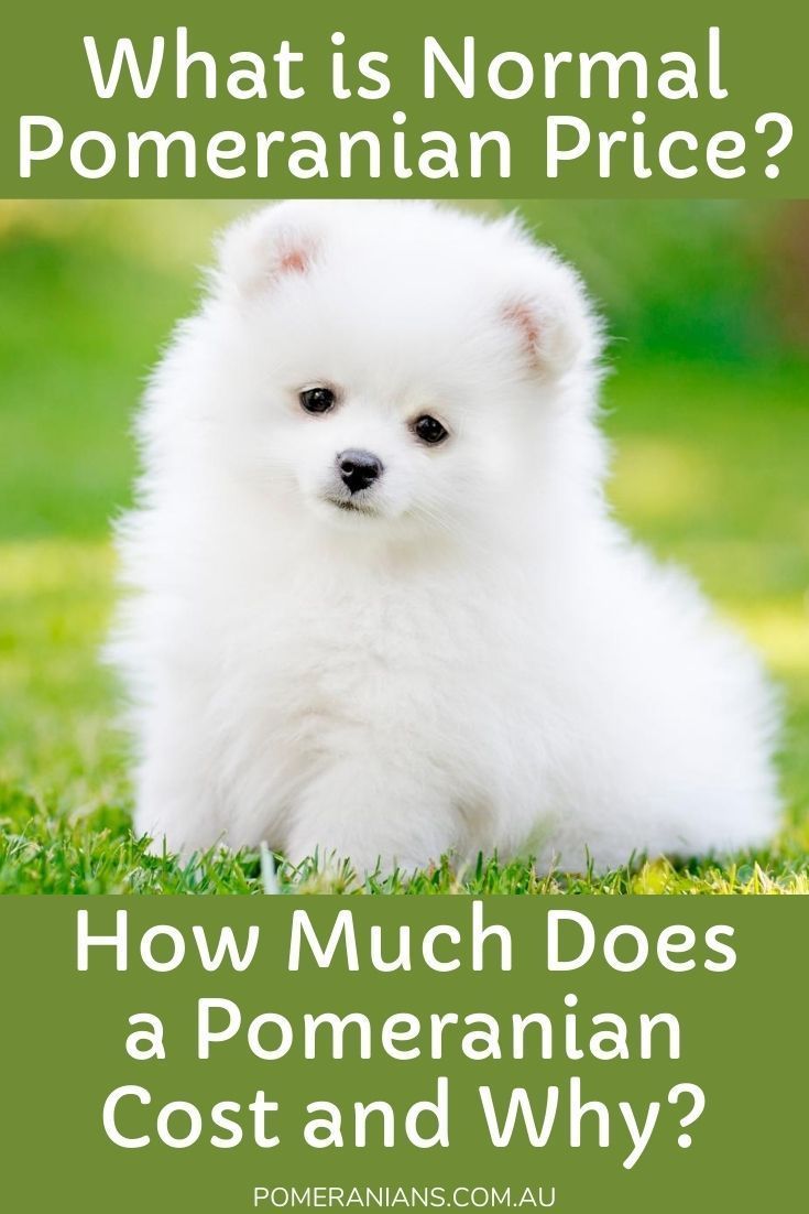 What Is The Normal Pomeranian Price Pomeranian Australia White Pomeranian Puppies Pomeranian Puppy Baby Pomeranian