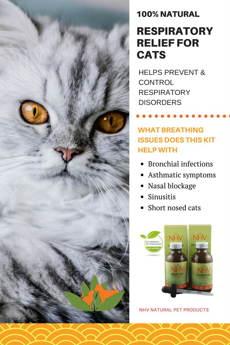 Natural Remedy For Respiratory Infection In Cats Natural Remedy For Respiratory Infection In Cats